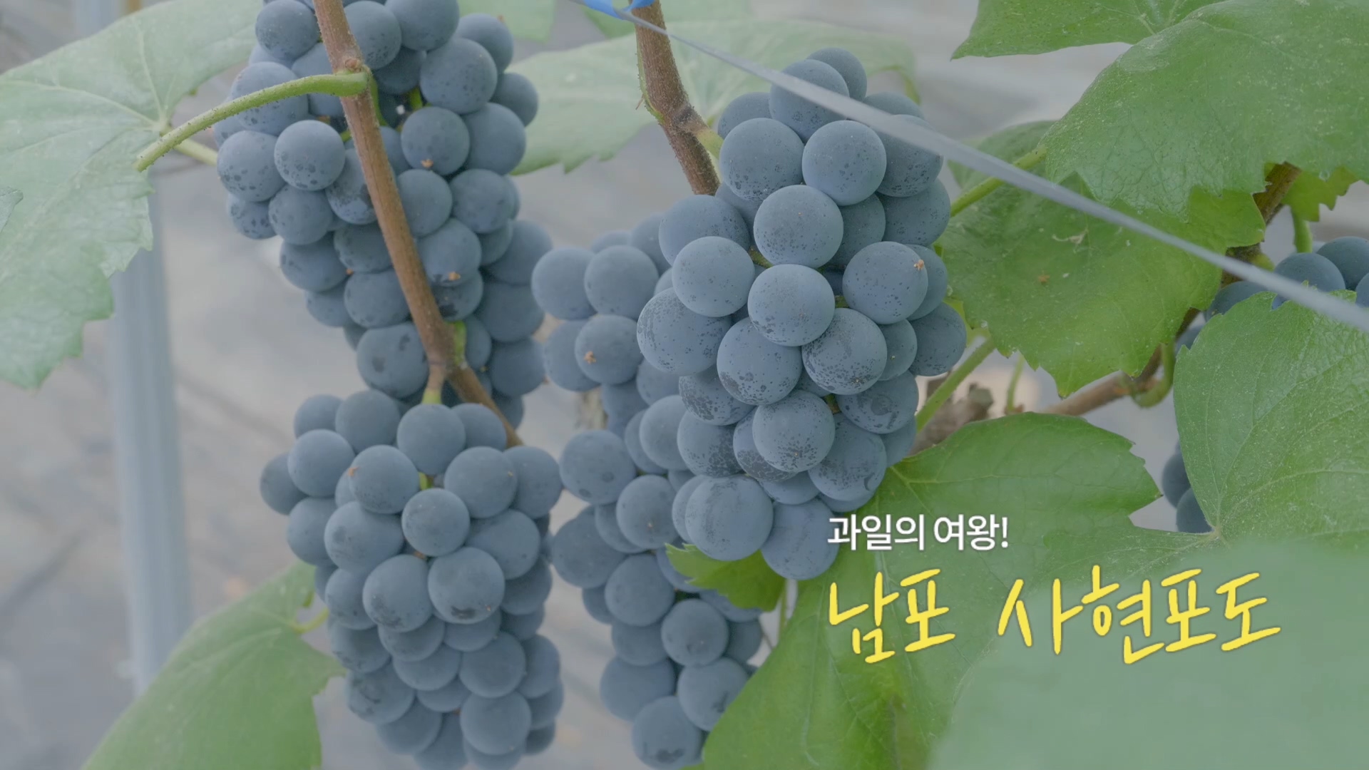 과일의 여왕!  남포 사현포도